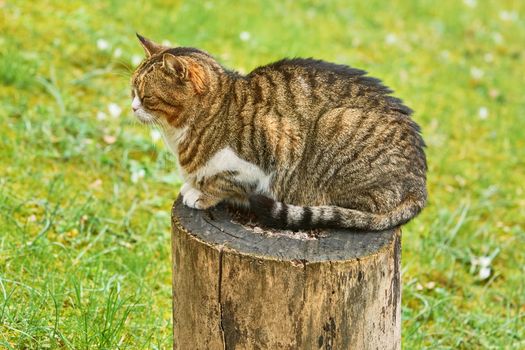 Alley Cat Resting on a Tree Stump