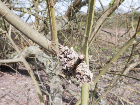 Growth on tree branch