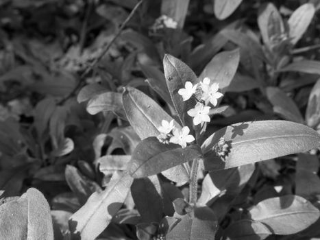 A black and white macro of a flower