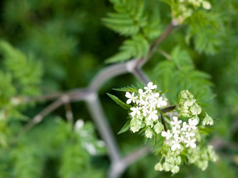 White flower heads on to of some leaves on a branch