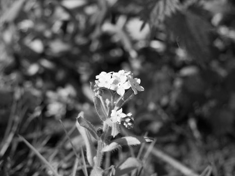 A black and white macro of a white flower