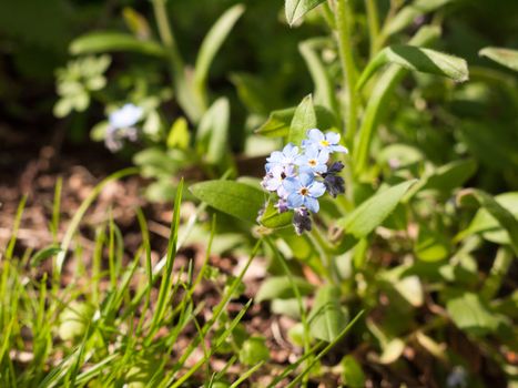 A blue flower head macro in the spring light