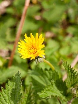 A dandelion standing out from the grass