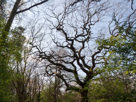 The branches of trees ahead in a clear sky