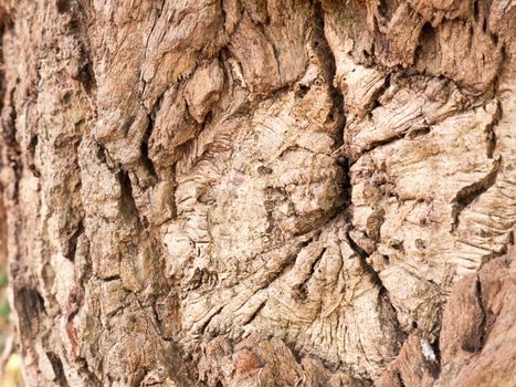 Weird tree bark with pattern in sun light