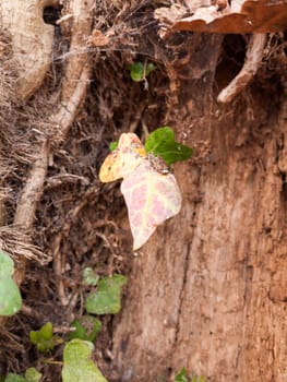 A macro of a dead leaf in direct sunlight and in front of a tree trunk and leaves