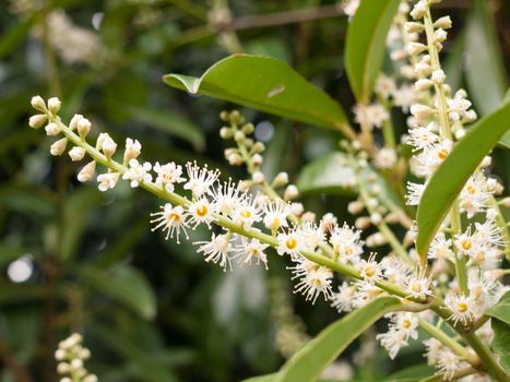 A strand of white flowers on a plant