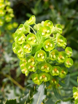 A green plant with buds half open