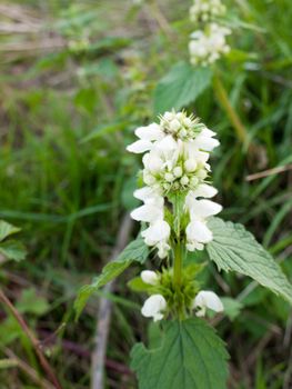 White flowers rising out of a plant