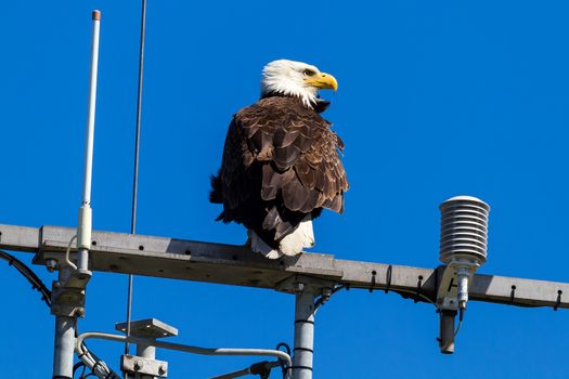 American Bald Eagle perched on communication tower at West Point Lighthouse in Washington State