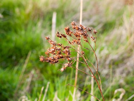 A bunch of dead leaves swaying