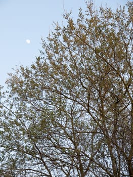 Moon in the sky behind tree outline