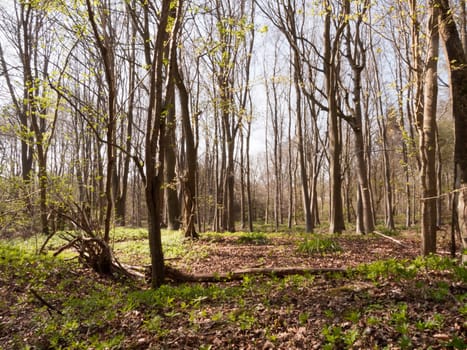 Trees in the middle of a forest on a sunny day