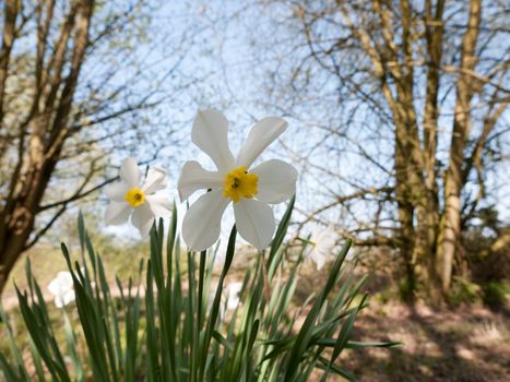 A lovely white and yellow daffodil