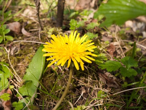 A dandelion upon the forest floor in the sunlight of spring