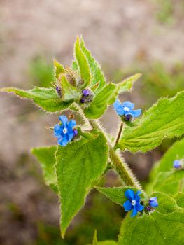 Small blue flower heads with green leaves