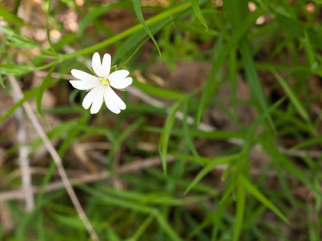 A single, isolated white flower head with grass in the background