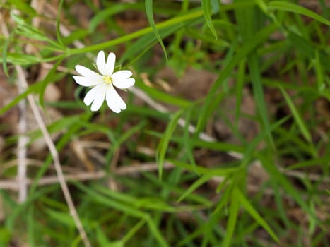 A single, isolated white flower head with grass in the background