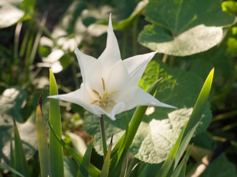 A jagged and angular plant head