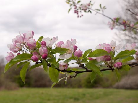 Pink and white flower heads blossoming upon a branch