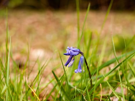 An awesome macro of a bluebell on its own, isolated and with nobody