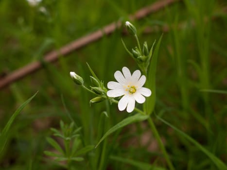 A single, isolated white flower head with grass in the background