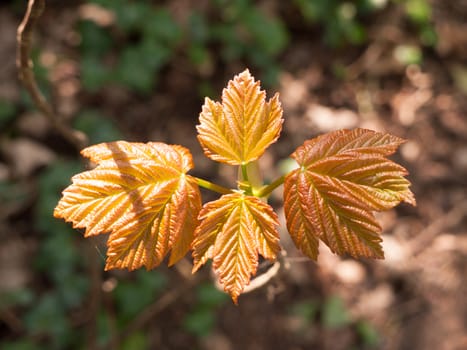 Four golden leaves as a macro shot