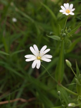 A single, isolated white flower head with grass in the background