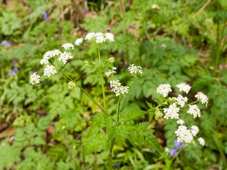 Lovely white sprouting plant parts in the light