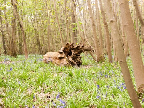 A chopped down bit of tree resting upon the forest floor with many flowers and plants