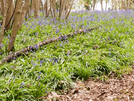 Bluebells on the forest floor