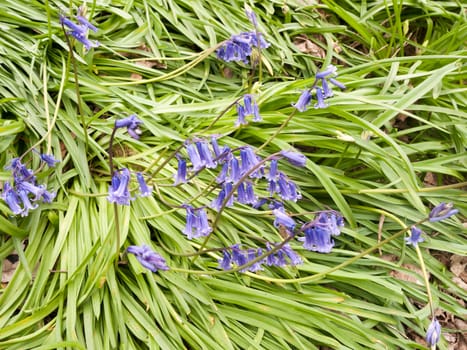 Bluebells on the floor and in the grass