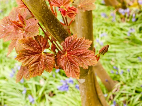 Red leaves on the end of a branch with leaves of grass behind