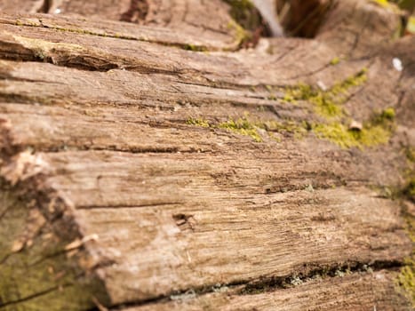 Close up shot of the side bark of a tree trump on the forest floor