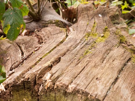 Close up shot of the side bark of a tree trump on the forest floor