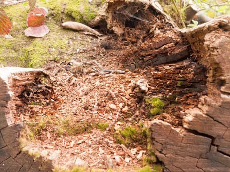 Close up shot of the side bark of a tree trump on the forest floor