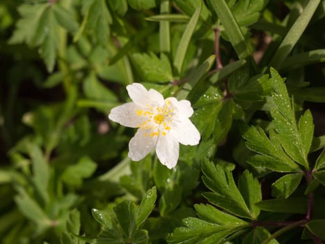 A single, isolated white flower head with grass in the background