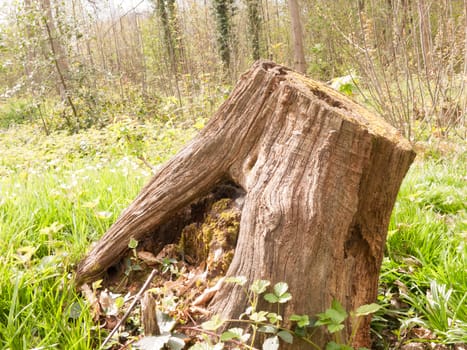 A chopped down bit of tree stump resting upon the forest floor with many flowers and plants