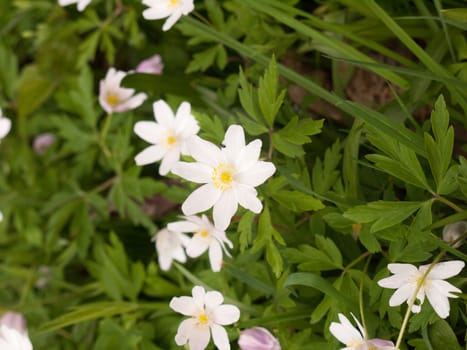 A bunch of white flower heads upon the forest floor