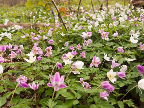 White and pink flowers upon the forest floor with green leaves underneath