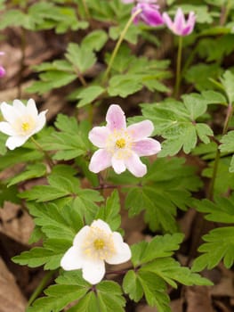 Beautiful pinkish and white flowers