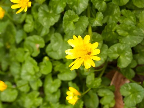 A beautiful and wet yellow flower head upon the forest floor