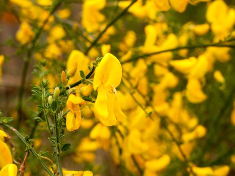 A close up shot of some yellow gorse hanging off its plant