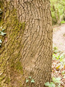 The circular texture of bark upon a tree