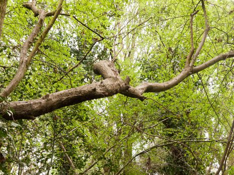 A tree branch towering through a forest