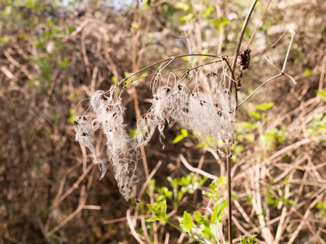 A spindly dead plant with hanging white curtains