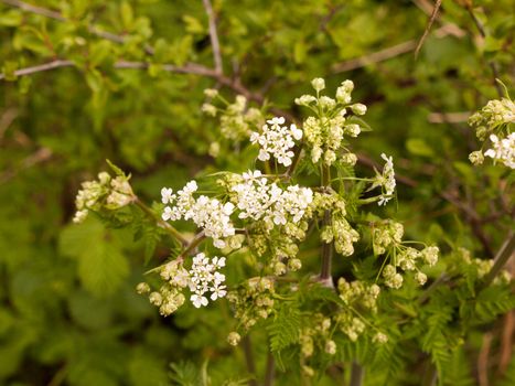 White hogwee on top of green leaves and in the centre of the image