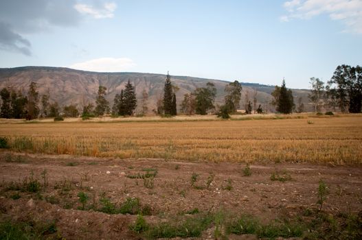 Rural landscape. Month April . North of Israel.
