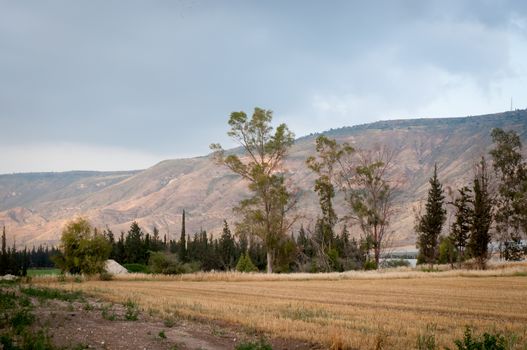 Rural landscape. Month April . North of Israel.