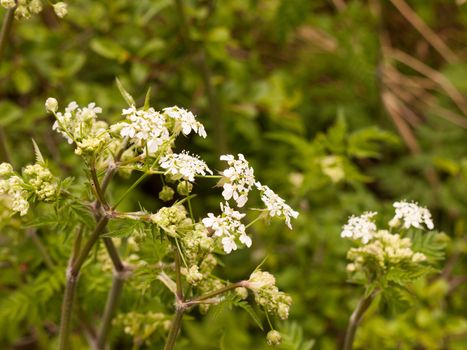 White hogweed on top of green leaves and in the centre of the image